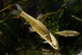 Topmouth gudgeon aggressively attacks juvenile common rudd for tresspass its territory, freshwater fishes in biotope aquarium Royalty Free Stock Photo