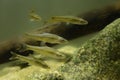 Topmouth Gudgeon - Pseudorasbora parva, the flock under water Royalty Free Stock Photo