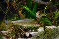 topmouth gudgeon, wild aggressive dominant freshwater fish from East, captive adaptable coldwater omnivore, European river