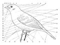 Topography of a Bird, vintage illustration