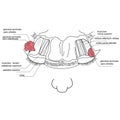 Topography of the lacrimal gland - a top view