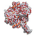 Topoisomerase I topo I DNA binding enzyme. Target of a number of chemotherapy drugs used against cancer. 3D rendering. Atoms are