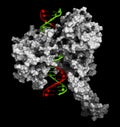 Topoisomerase I (topo I) DNA binding enzyme. Target of a number of chemotherapy drugs used against cancer