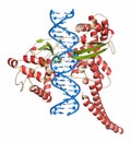 Topoisomerase I topo I DNA binding enzyme. Target of a number of chemotherapy drugs used against cancer.