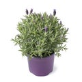 Topped lavender plant growing in spring time isolated on white background Royalty Free Stock Photo