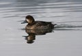 Topper, Greater scaup, Aythya marila Royalty Free Stock Photo