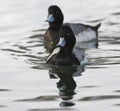 Topper, Greater scaup, Aythya marila Royalty Free Stock Photo