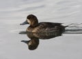 Topper, Greater scaup, Aythya marila Royalty Free Stock Photo