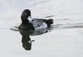 Topper, Greater scaup, Aythya marila Royalty Free Stock Photo