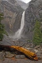 Toppled Tree at Base of Waterfall