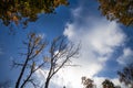 Tops of autumn trees against the sky with clouds. Royalty Free Stock Photo