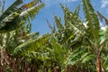 Tops of banana trees against a blue sky in Nairobi, Kenya at a plantation farm Royalty Free Stock Photo