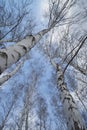 The tops and bark of birches against the blue sky in February in sunny weather