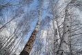 The tops and bark of birches against the blue sky in February in sunny weather