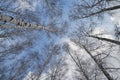 The tops and bark of birches against the blue sky in February in sunny weather