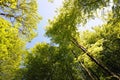 Tops of beech trees catching sun