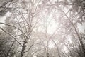 Tops of the birch forest all in the snow Royalty Free Stock Photo