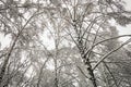 Tops of the birch forest all in the snow Royalty Free Stock Photo