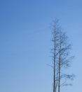 The tops of birch trees against a clear blue sky. Lonely trees Royalty Free Stock Photo