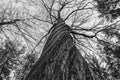 The tops of the birch trees against of the sky black and white Czech Royalty Free Stock Photo