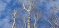 Tops of birch trees against the sky. Panrama of three shots. Royalty Free Stock Photo