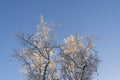 Tops of birches in snow in frosty clear blue sky and in sunlight on winter day Royalty Free Stock Photo