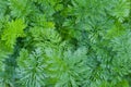 Tops carrots texture. natural background from green leaf of the carrot texture Royalty Free Stock Photo