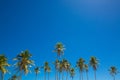 tops of coconut palm trees and blue sky Royalty Free Stock Photo