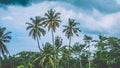 Tops of Coconut Palm Trees near Rice tarrace on cloudly sky ,Sidemen. Bali, Indonesia Royalty Free Stock Photo