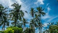 Tops of Coconut Palm Trees near Rice tarrace, Sidemen. Bali, Indonesia Royalty Free Stock Photo