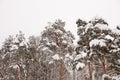 The tops of coniferous trees are covered with snow. Royalty Free Stock Photo