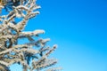 Tops and crowns of fir trees covered with snow against the blue sky Royalty Free Stock Photo