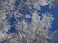 Tops and crowns of trees covered with snow against the blue sky, frozen trees in the forest sky background, winter forest Royalty Free Stock Photo