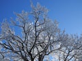 Tops and crowns of trees covered with snow against the blue sky, frozen trees in the forest sky background, winter forest Royalty Free Stock Photo