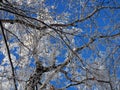 Tops and crowns of trees covered with snow against the blue sky, frozen trees in the forest sky background, winter forest Royalty Free Stock Photo