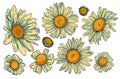 Tops of daisy flowers, vector set. Bundle of isolated floral design elements. Vector collection of beautiful blooming chamomiles Royalty Free Stock Photo