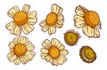 Tops of daisy flowers, vector set. Bundle of isolated floral design elements. Vector collection of beautiful chamomiles in bloom Royalty Free Stock Photo