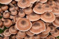 Tops of the Dark Honingzwam mushroom. Royalty Free Stock Photo