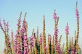 Tops of dark pink Purple Loosestrife flowers from close Royalty Free Stock Photo