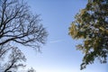 Tops of deciduous and sky