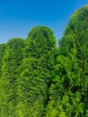 The tops of decorative coniferous bushes in a row