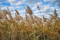 Tops of dry last year`s reed stem with seed panicles against a sky Royalty Free Stock Photo