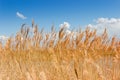 Tops of dry reed stems with panicles against sky Royalty Free Stock Photo