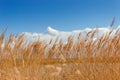 Tops of dry reeds with panicles against sky with clouds Royalty Free Stock Photo