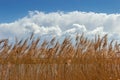 Tops of dry reeds with panicles against sky with clouds Royalty Free Stock Photo