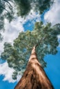 The tops of eucalyptus trees against the blue sky.