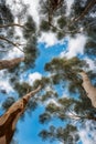 The tops of eucalyptus trees against the blue sky.