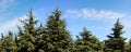 Tops of fir-trees on bright summer day