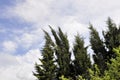 The tops of the fir trees on  cloudy day against the blue sky Royalty Free Stock Photo