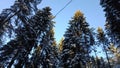 The tops of fir trees that look up into the blue winter sky Royalty Free Stock Photo